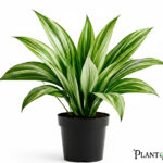 نبات اسبديسترا أبيض (Aspidistra Milky Way)