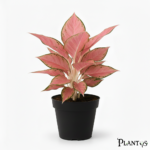 نبات الاجلونيما بينك