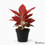 نبات الاجلونيما ريد استار