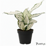 نبات الاجلونيما سوبر وايت