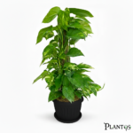 نبات البوتس ستيك (Pothos Stick)