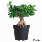 نبات البونساي (Bonsai)