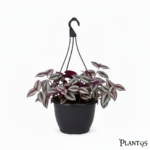 نبات التراديسكانتيا زيبـرينا  (Wandering Jew Plant) Tradescantia