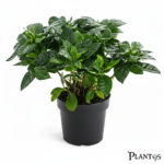 نبات الجاردينيا (Gardenia jasminoides)
