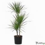 نبات الدراسينا سانتروزا