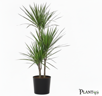 نبات الدراسينا سانتروزا