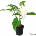 نبات السنجونيوم ألبو (Syngonium Albo)