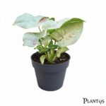 نبات السنجونيوم ميلك كونفيتي (Milk Confetti)