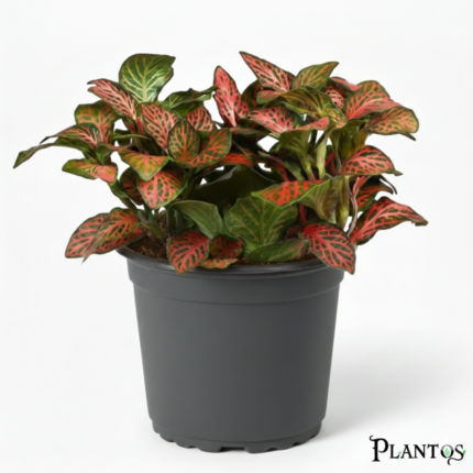 نبات الفيتونيا الحمراء (Fittonia Red)