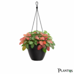 نبات الفيتونيا الملونة (Fittonia)