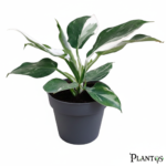 نبات الفيلودندرون برنس أوف وايت (Philodendron White Knight / White Princess)