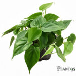 نبات الفيلوديندرون الاسكاندينس الأخضر