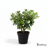 نبات الكراسولا