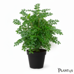 نبات الكزاليزم