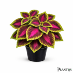 نبات الكوليوس المستورد (Coleus)