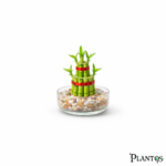 نبات بامبو التورتة (Lucky Bamboo Tower/Pyramid)