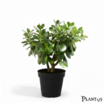 نبات دمعة الطفل