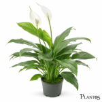 نبات زنبق السلام الصغير (Spathiphyllum - Petite)