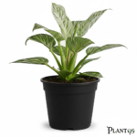 نبات فيلوديندرون بيركين (Philodendron Birkin)