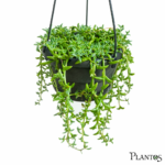 نبات مسبحة الدولفين (Dolphin Necklace)