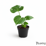 نبات مونستيرا مانكى