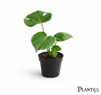 نبات مونستيرا مانكى