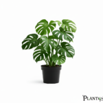 نبات مونستيرا قفص صدري (Monstera Deliciosa)