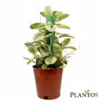 ببروميا مبرقشه(Variegated Peperomia)