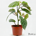 نبات البيجونيا (Begonia)