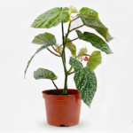 نبات البيجونيا (Begonia)