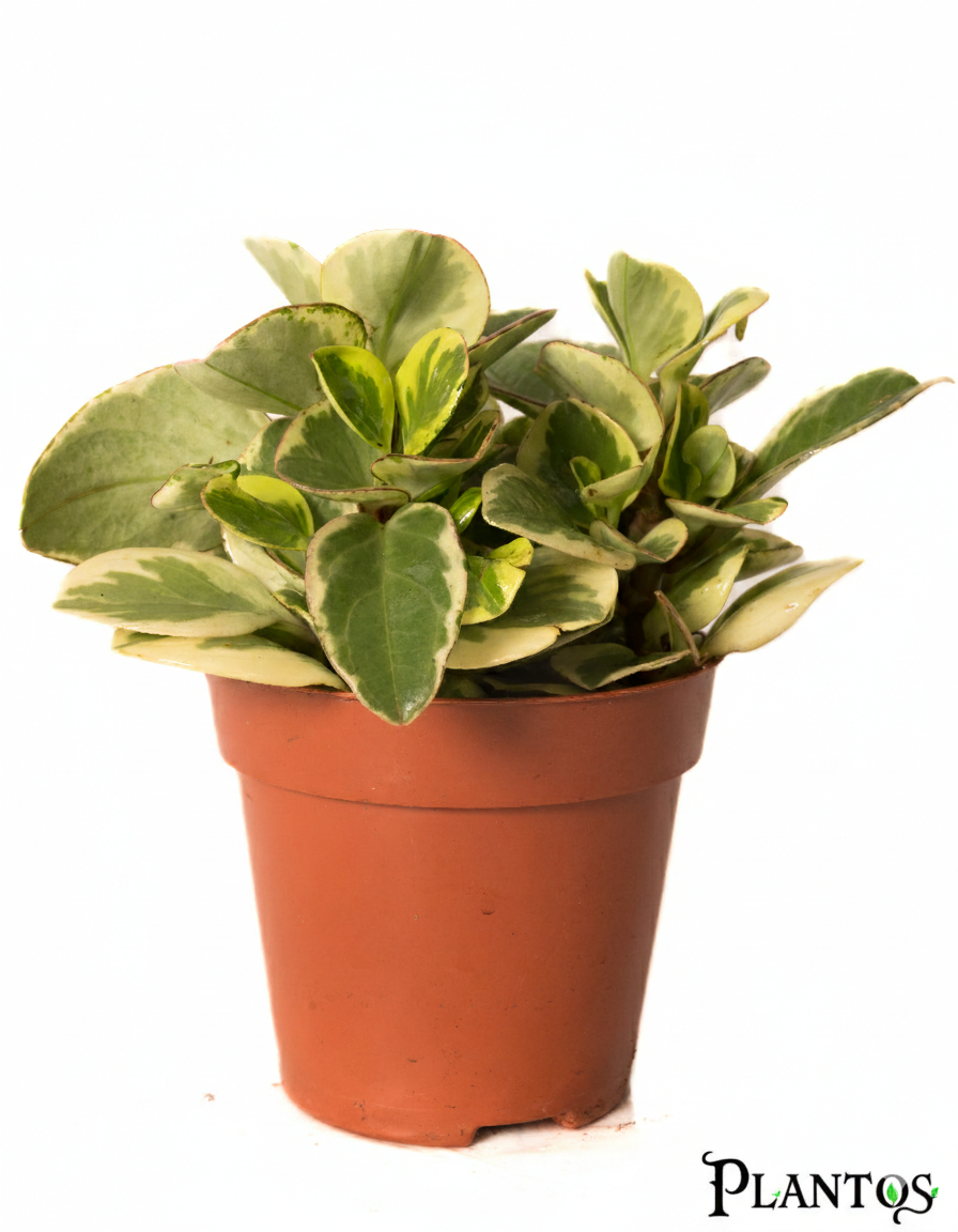 Gemini_Generated_Image_fyyftxfyyftxfyyf ببروميا مبرقشه(Variegated Peperomia) - الصورة 1