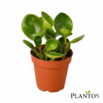 ببروميا خضراء (Green Peperomia)