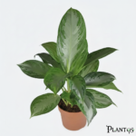 نبات أجلونيما سيلفر (Aglaonema Silver)